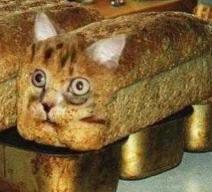 Create meme: seals, cat in bread, cat