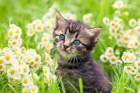 Create meme: cat with flowers , cat in flowers, kitten in flowers