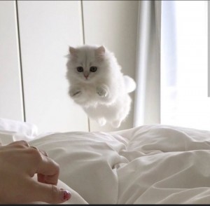 Create meme: kitty white, white cat fluffy, seals aesthetics