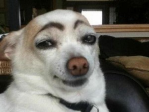 Create meme: a dog with painted eyebrows, smiling dog meme, dog with eyebrows meme