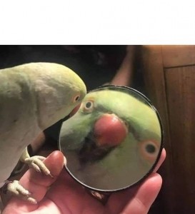 Создать мем: попугай, попугай в зеркале мем, мемы с попугаями