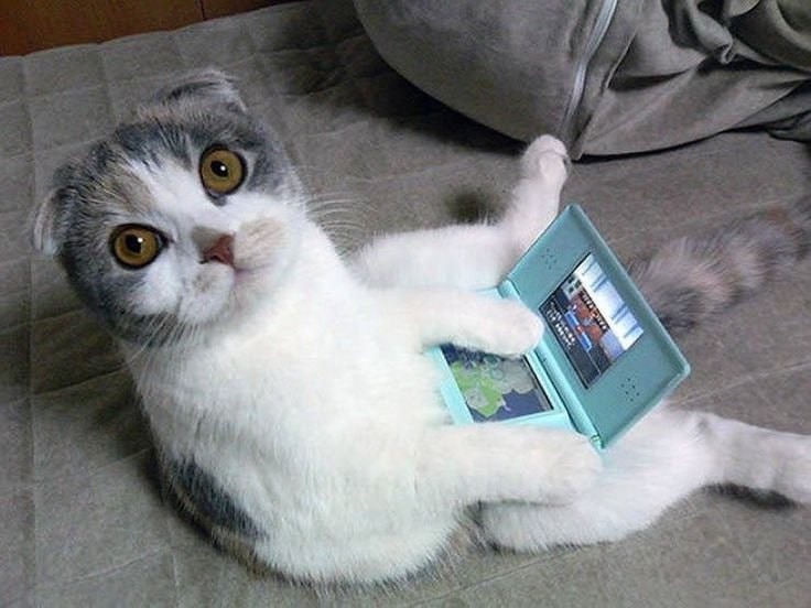 Create meme: funny cat, Funny cats gamers, cats with a phone