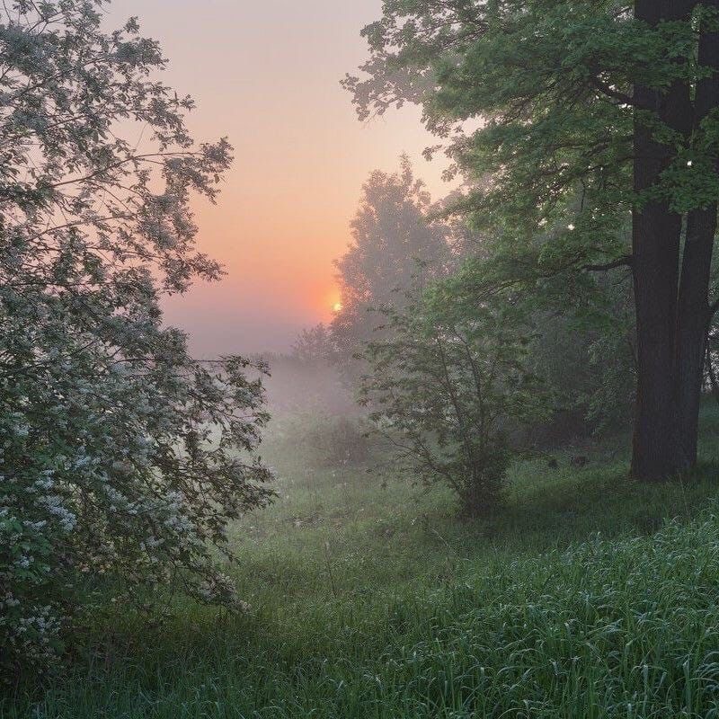 Create meme: morning in the forest, early morning in the forest, landscape fog