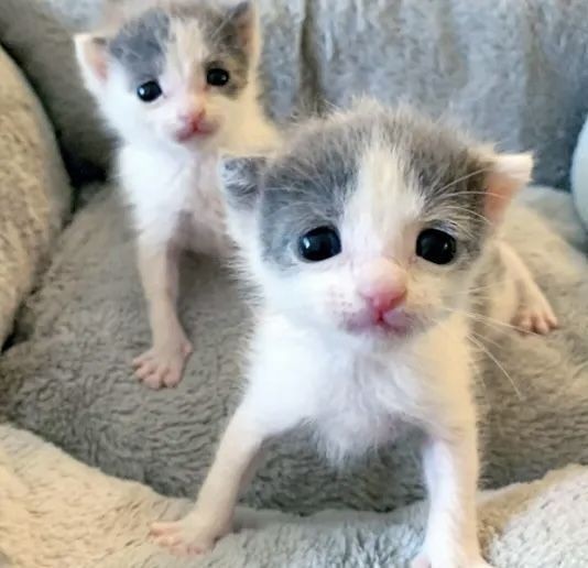 Create meme: twin kittens, cute kittens, kitties 