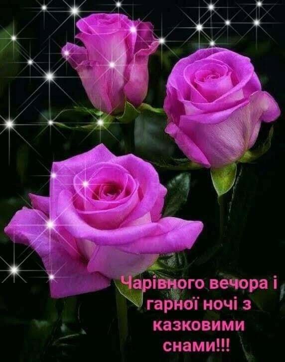 Create meme: flowers beautiful roses, pink roses, flowers good evening
