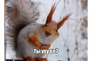 Create meme: memes squirrel came, pictures squirrel: don't drink too much, squirrel meme