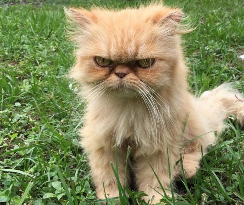 Create meme: a cat with a dissatisfied face, Persian cat , cat is grumpy