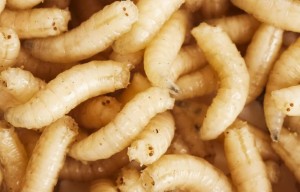 Create meme: maggot white large, maggot white, the larvae of maggots