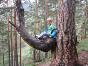 Создать мем: лес, дерев, люди