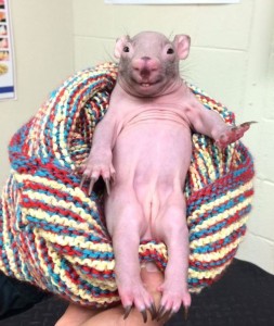 Create meme: bald wombat, the baby wombat