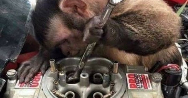 Create meme: monkey car mechanic, monkey repairs, monkey mechanic