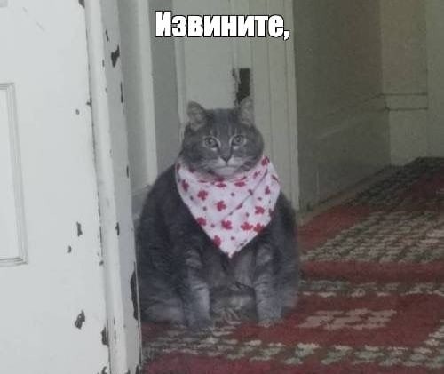 Create meme: the cat in the scarf, cat , a fat cat in a bib