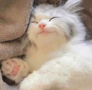 Create meme: adorable kittens, cat, sleeping kitten