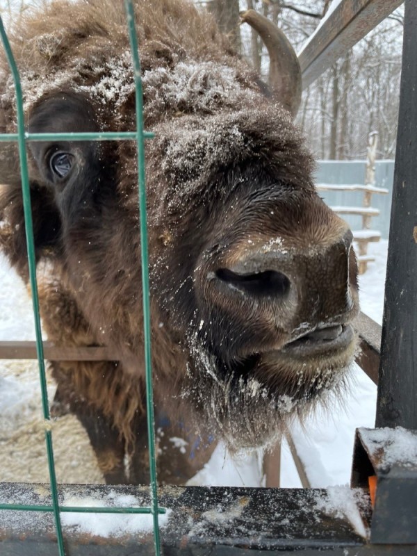 Create meme: rostov zoo, bison farm, bison reserve