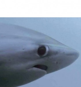Создать мем: акула серая, серо голубая акула, акула мем