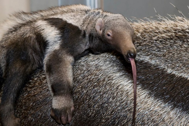 Create meme: giant anteater, anteater , baby anteater