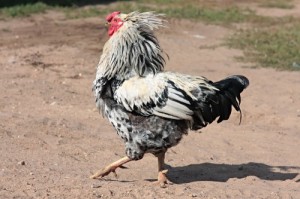 Create meme: rooster, photos of roosters ruffled, photo ruffled rooster