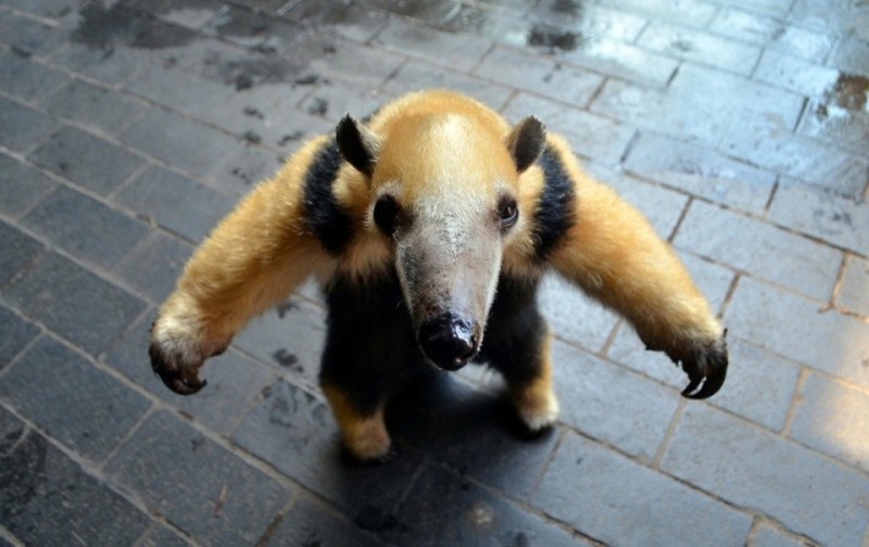 Create meme: the anteater dog, tamandua, animal anteater