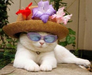 Создать мем: котик в шляпе, кошка в шляпке, котик в шляпке