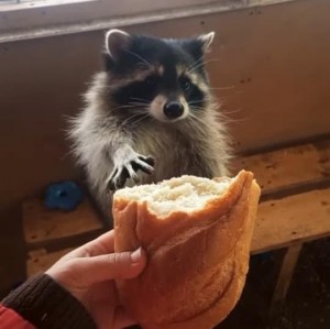 Create meme: raccoons, raccoon gargle
