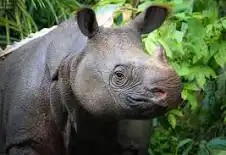 Create meme: Sumatran Rhino, Rhino , Sumatran rhinos