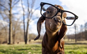Create meme: funny animals, funny animal picture, a photo of a goat head with glasses