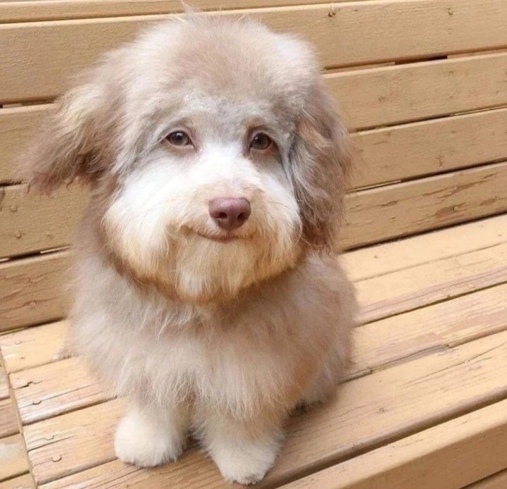 Create meme: a dog with a human face, australian poodle, dog 