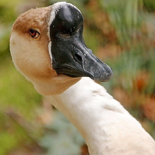 Create meme: goose , mallard duck beak, the beak of a goose