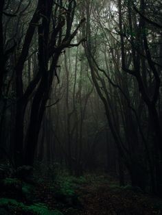 Create meme: mystical forest, aokigahara forest, dark dark forest