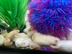 Create meme: the axolotl albino, the axolotl