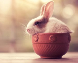 Create meme: rabbit, rabbit cute, cute bunnies