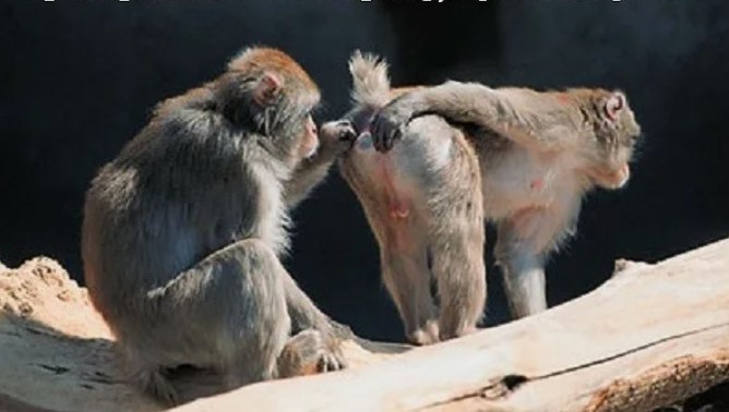 Create meme: Japanese macaque