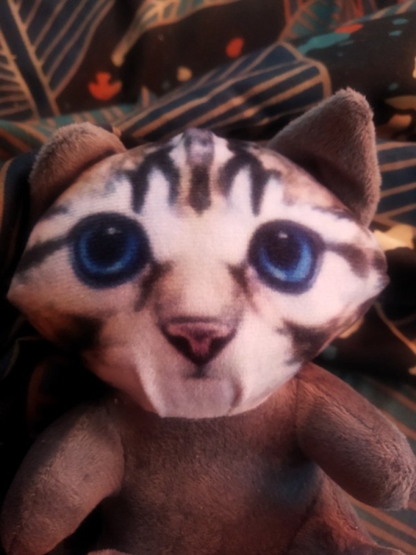 Create meme: cat's head, soft toy cat, The cat is soft