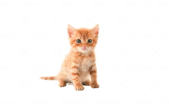 Create meme: orange kitten, a kitten without a background, kitten white background