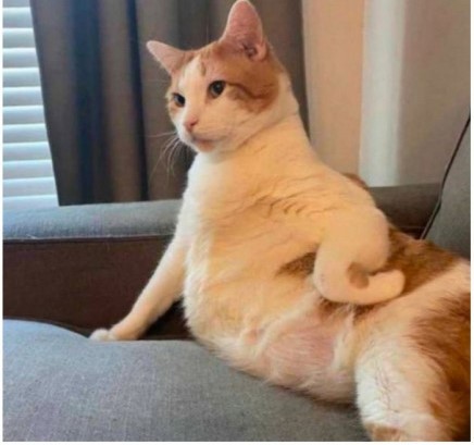 Create meme: cat , cat , fat cat 