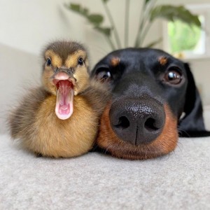 Create meme: dog with ducklings, Dachshund, funny noses dogs