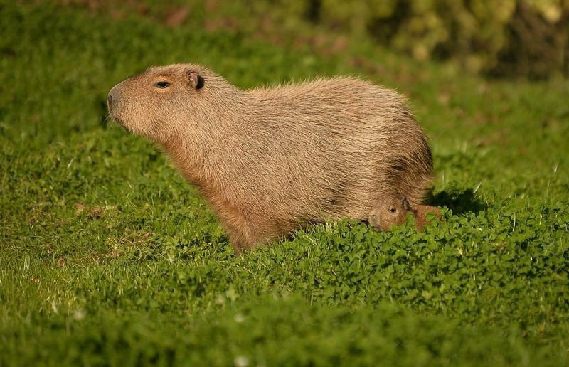 Create meme: capybara cub, a pet capybara, capybara amazon water pig