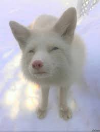 Создать мем: husky, розовый нос, белая лиса