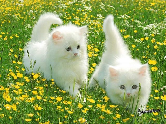 Создать мем: пушистые котята, красивые белые пушистые котята, два белых котенка