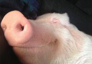 Создать мем: мини свинка, свинья, спящий поросенок