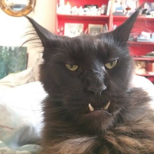 Create meme: a cat with an evil face, funny cat with fangs, very angry cat