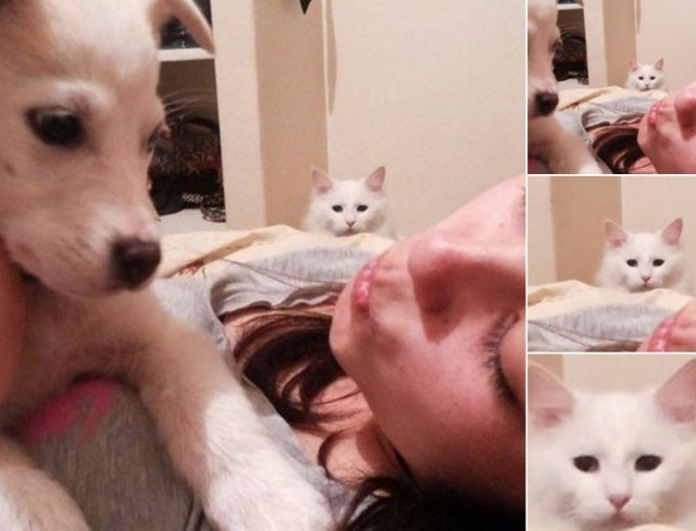 Создать мем: котик ревнует, собака, животные милые
