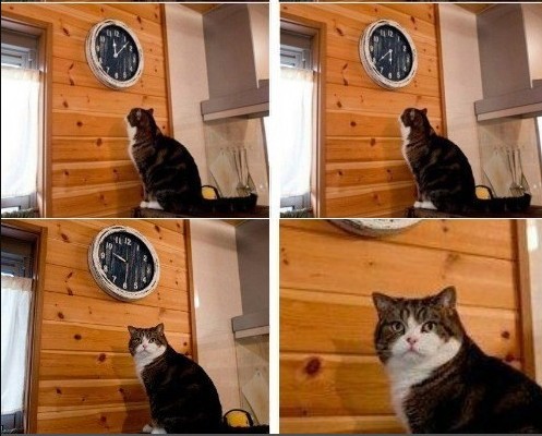 Create meme: meme the cat and the clock time, and watch cat meme, It's time cat