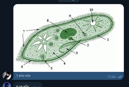 Создать мем: рисунок инфузории туфельки, строение инфузории туфельки рисунок с подписями, инфузории туфельки