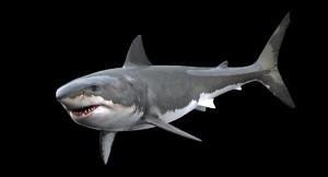Создать мем: акула большая, акула сбоку, акула мегалодон