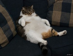 Create meme: fat cat, fat cat, animals