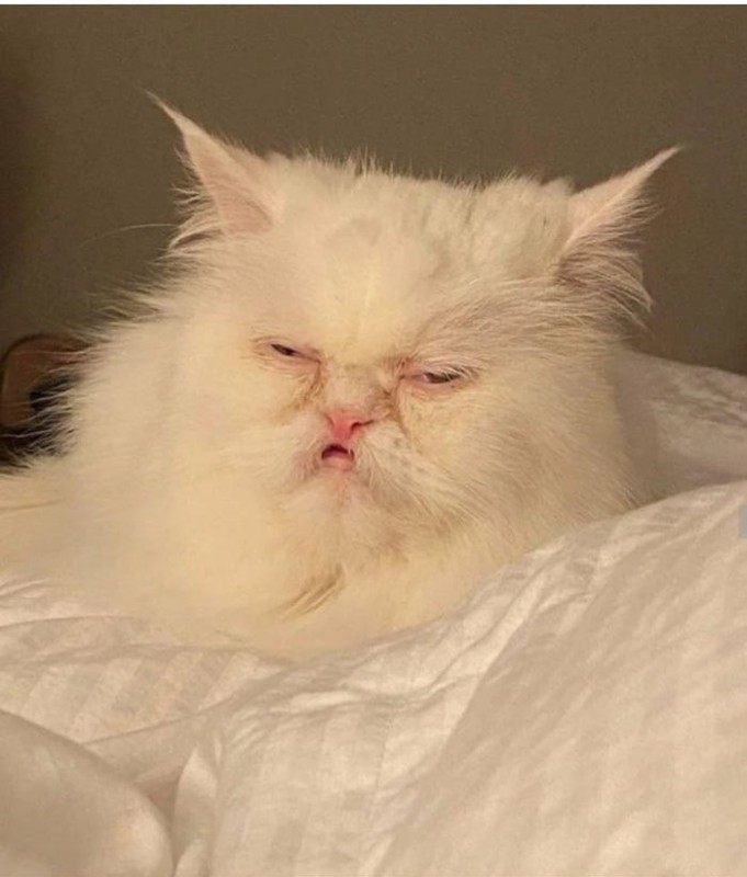 Create meme: Persian cat , white persian cat, The albino Persian cat