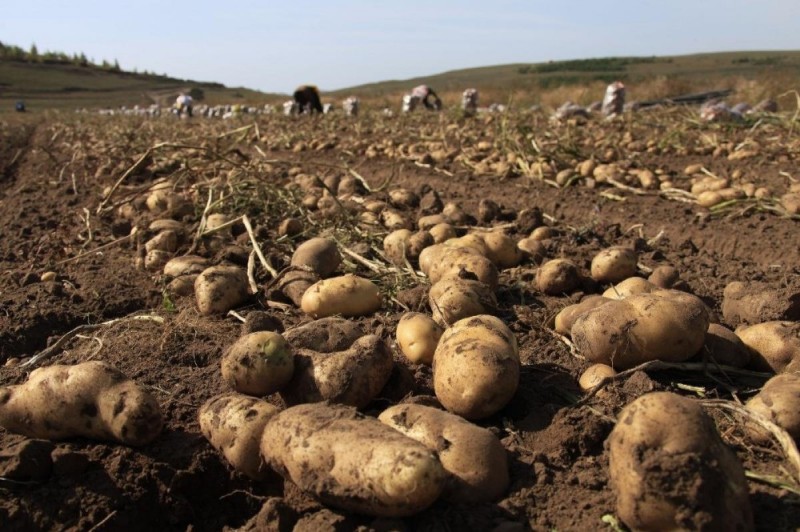 Create meme: the potatoes on the field, potato field, digging potatoes