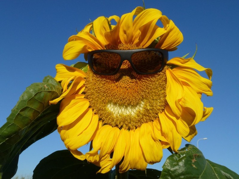 Create meme: sunflower with glasses, sunflower , funny sunflowers