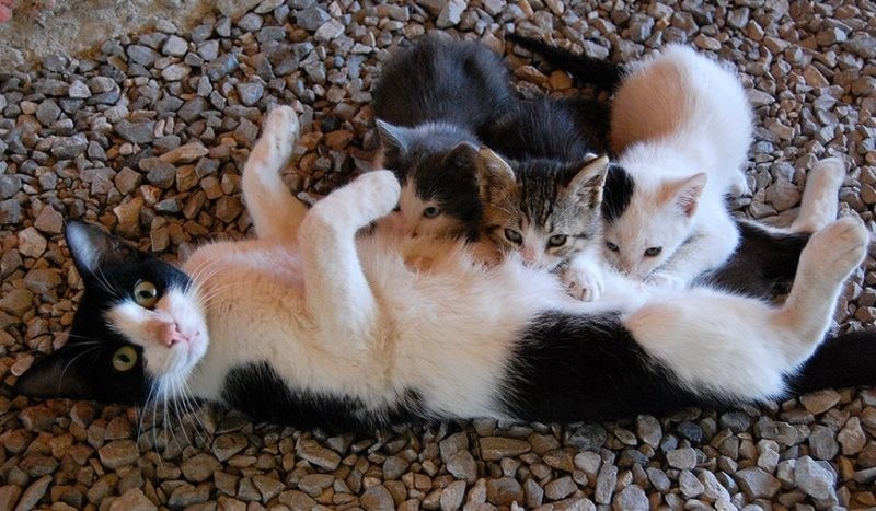 Create meme: cat , the mommy cat, cat and kitten 